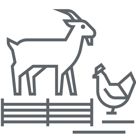 Petting Farm